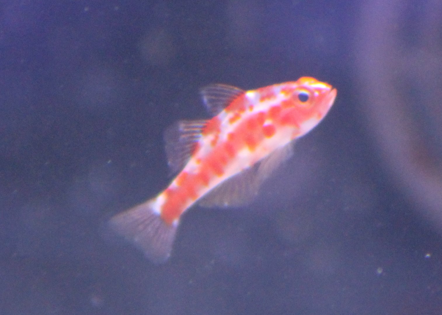 Trimma rubromaculatus