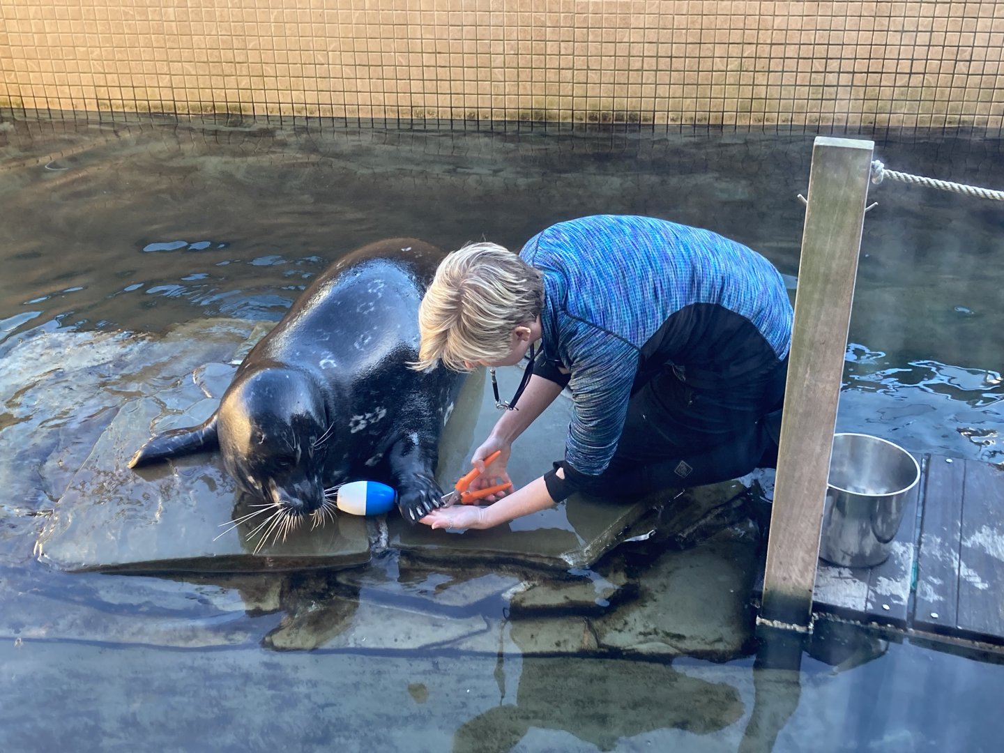 Trimming Harbor Seal Claws (training session)