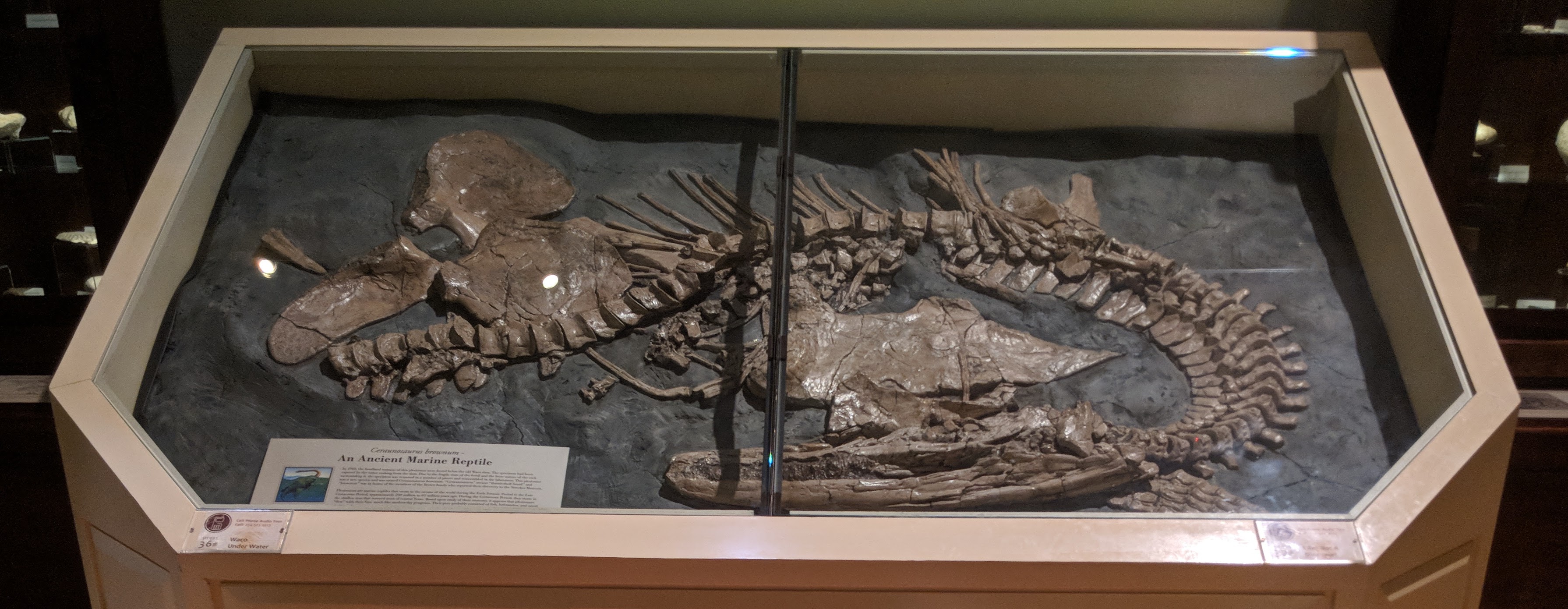 Trinacromerum skeleton