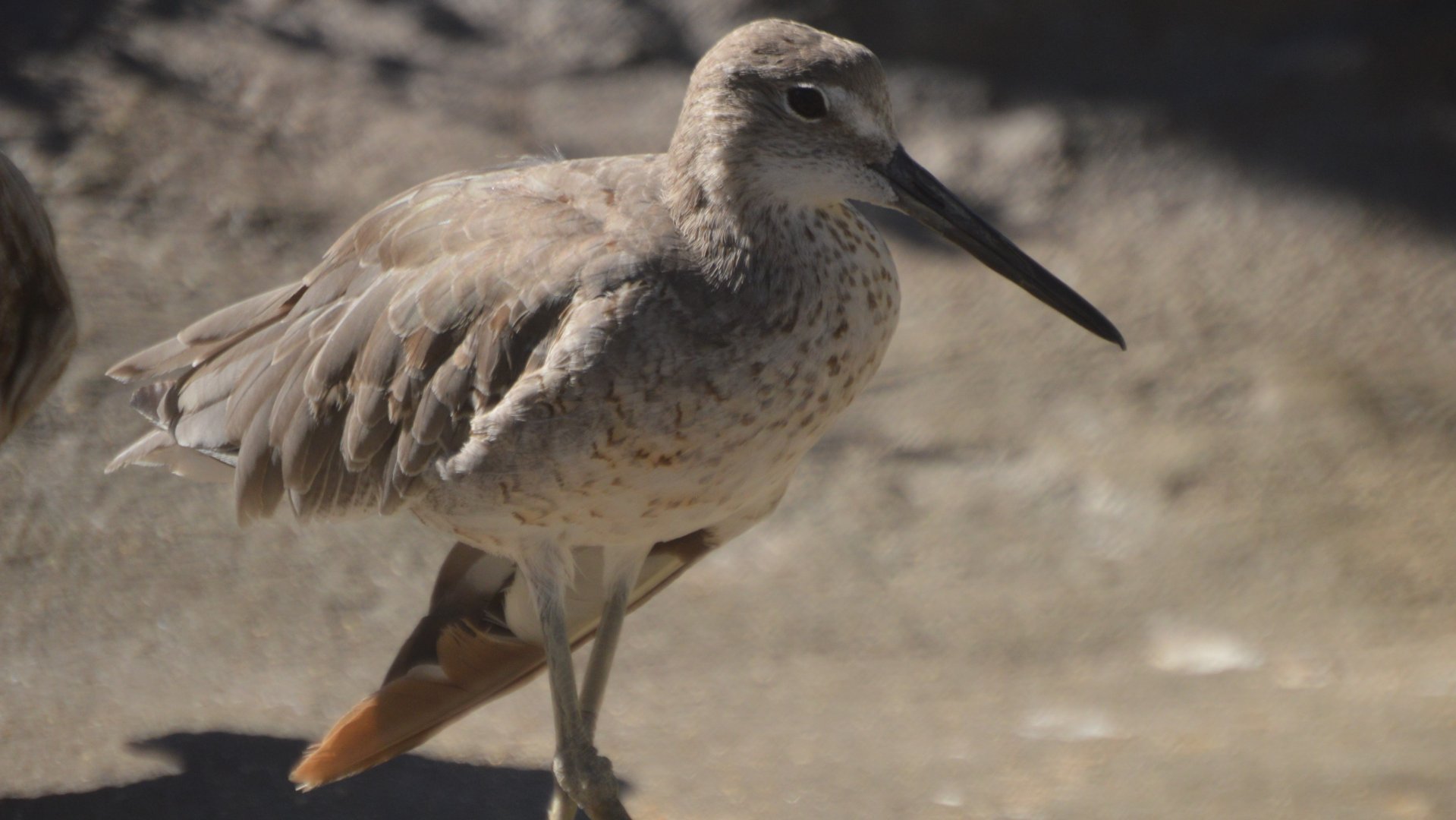 Tringa semipalmata inornata