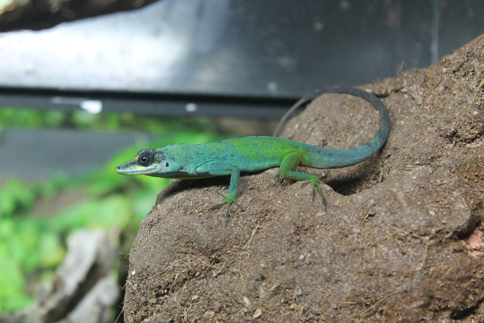 Trinidad Anole Anolis trinitatis 2013