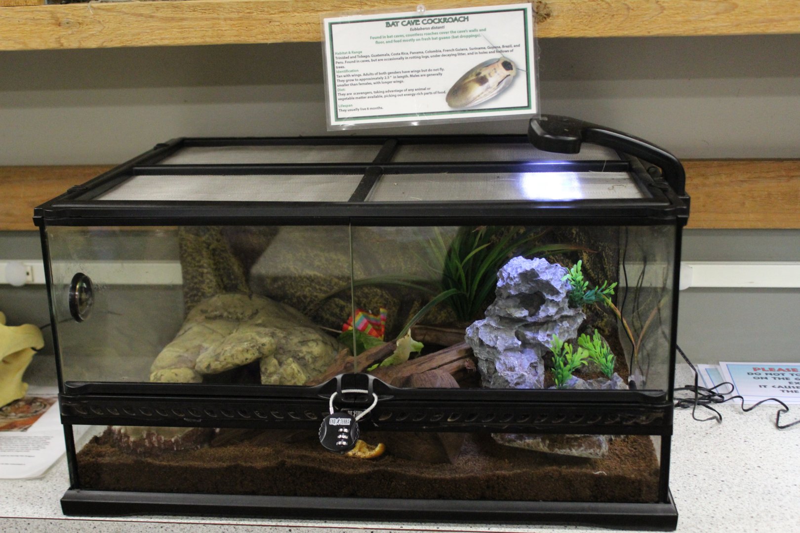 Trinidad Bat Cave Cockroach Terrarium