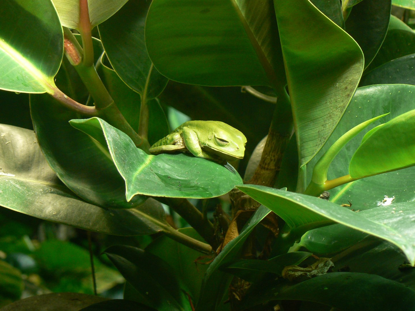 Trinidad Leaf Frog - 22 June 2019