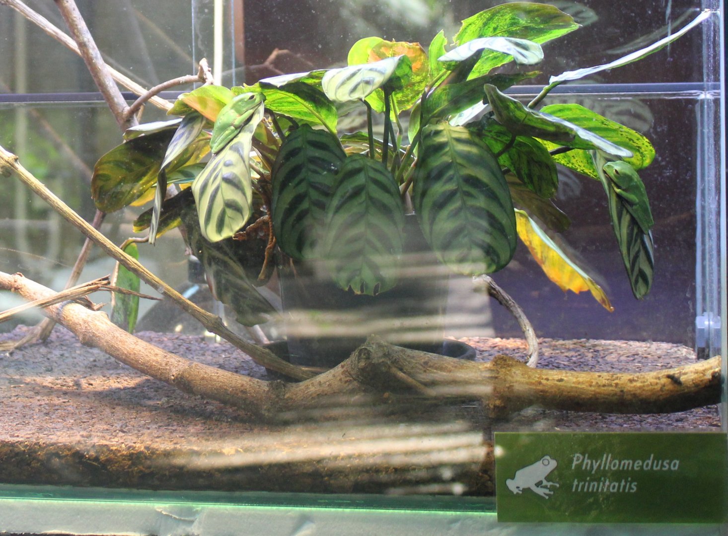 Trinidad leaf-nesting frog - Phyllomedusa trinitatis