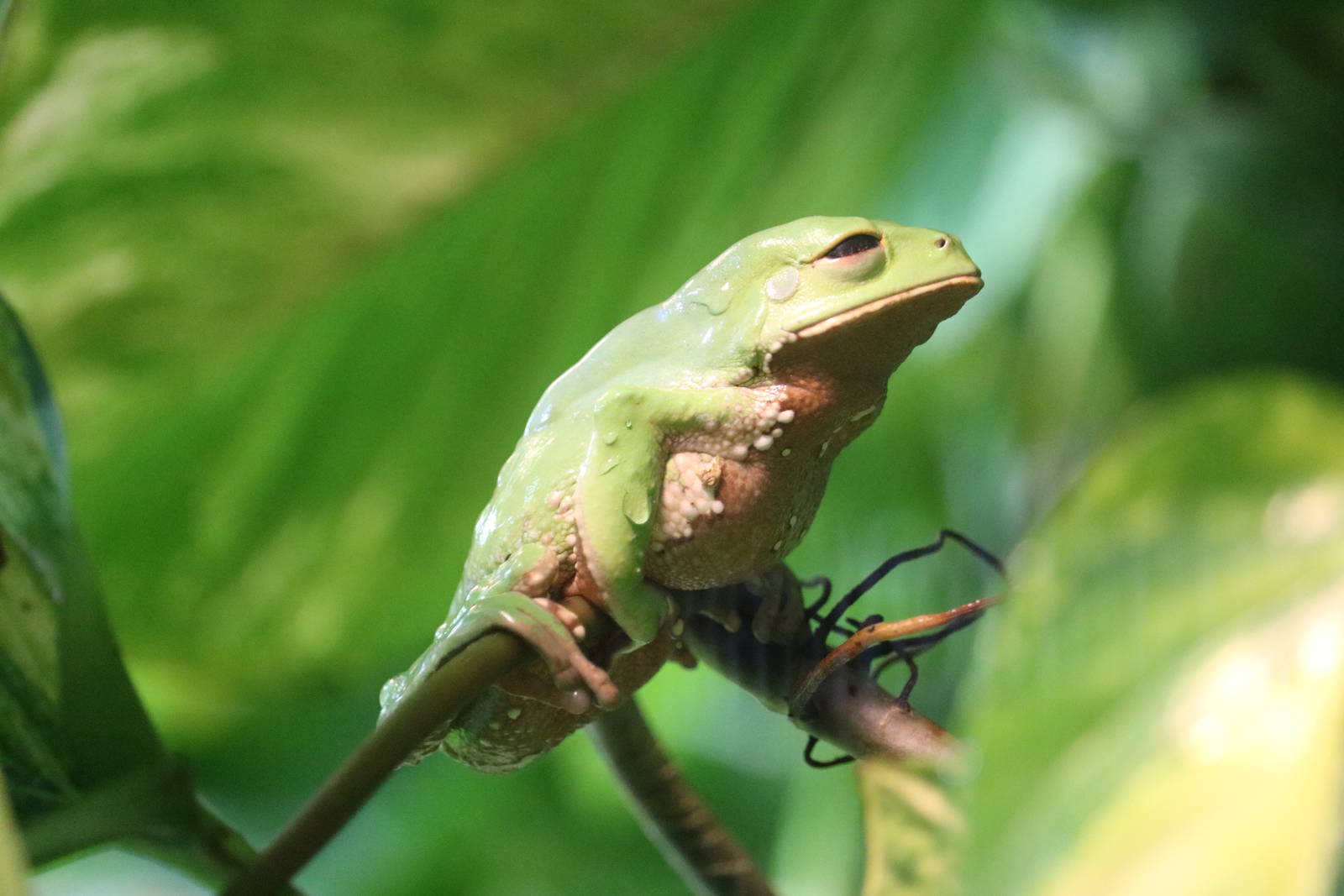 Trinidad monkey frog, September 2015