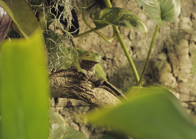Trinidad monkey frog