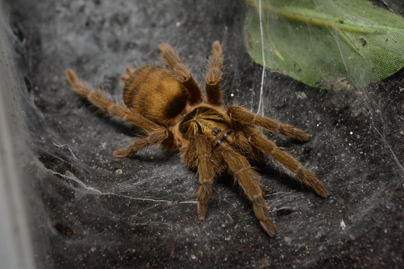 Trinidad olive tarantula (Neoholothele incei)