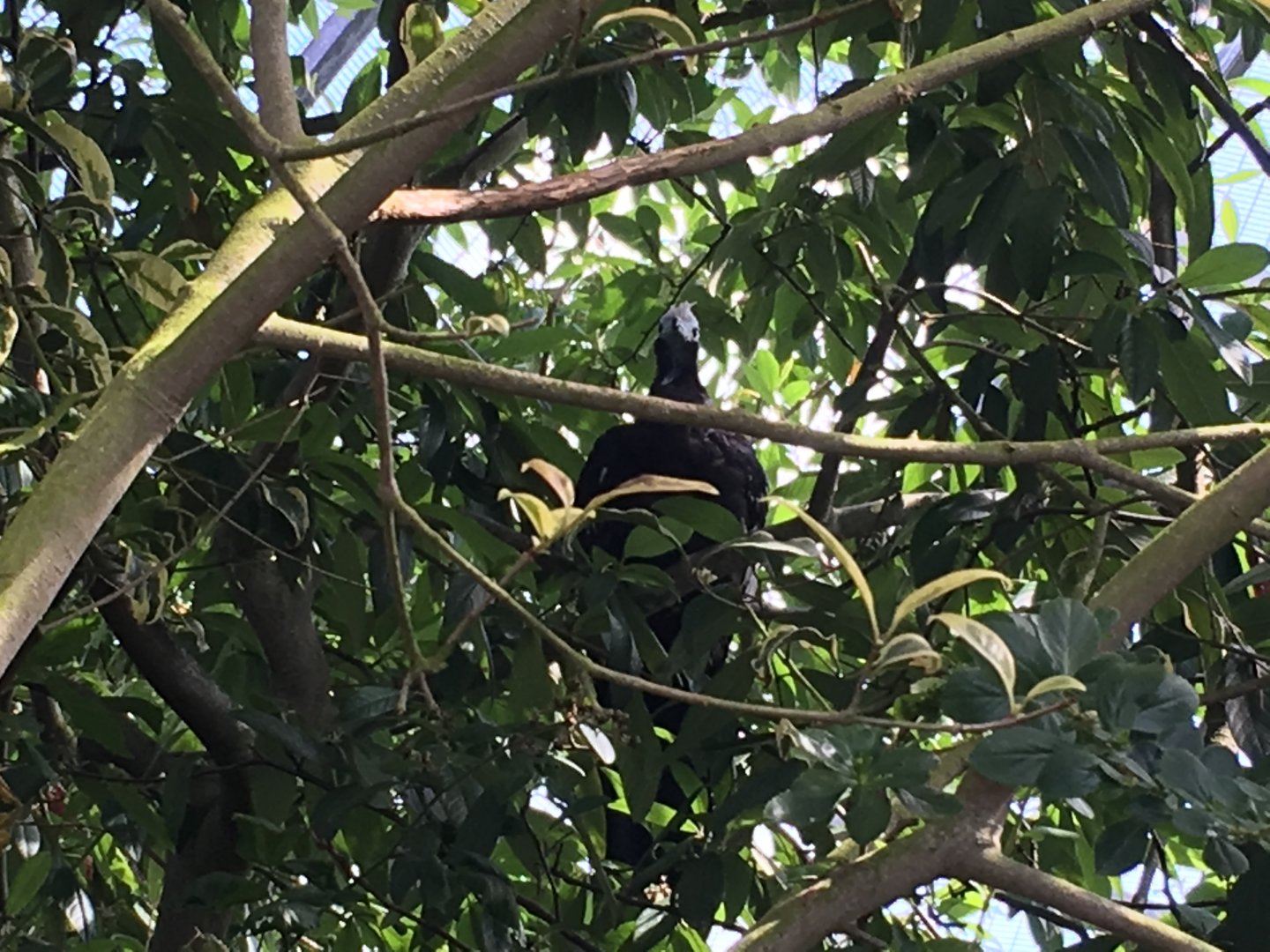 Trinidad piping guan 040817?