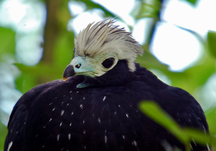 Trinidad Piping Guan