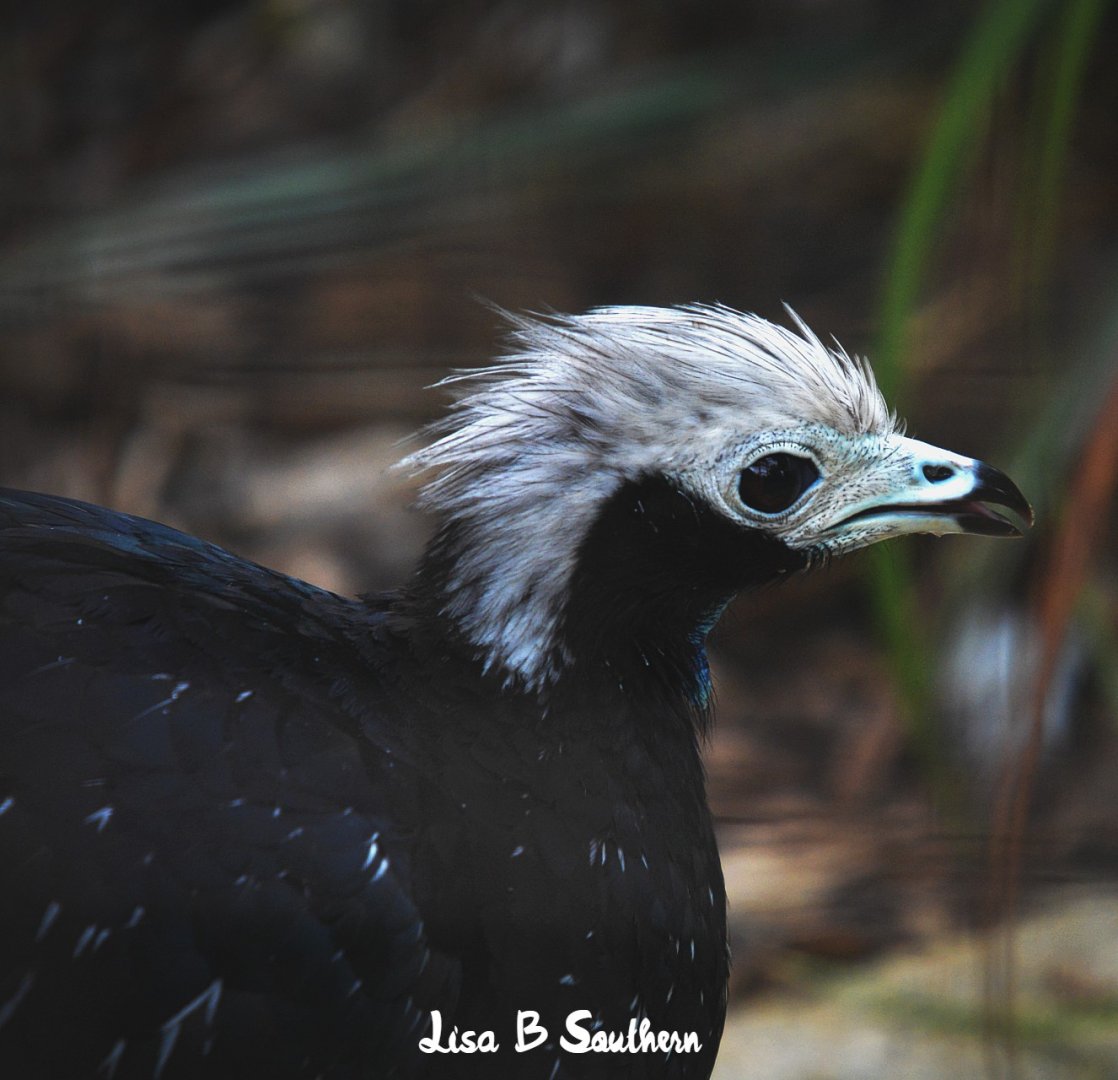 Trinidad piping guan