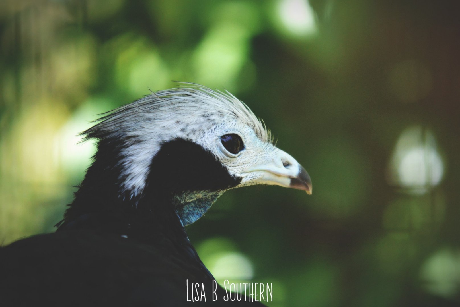 Trinidad piping guan
