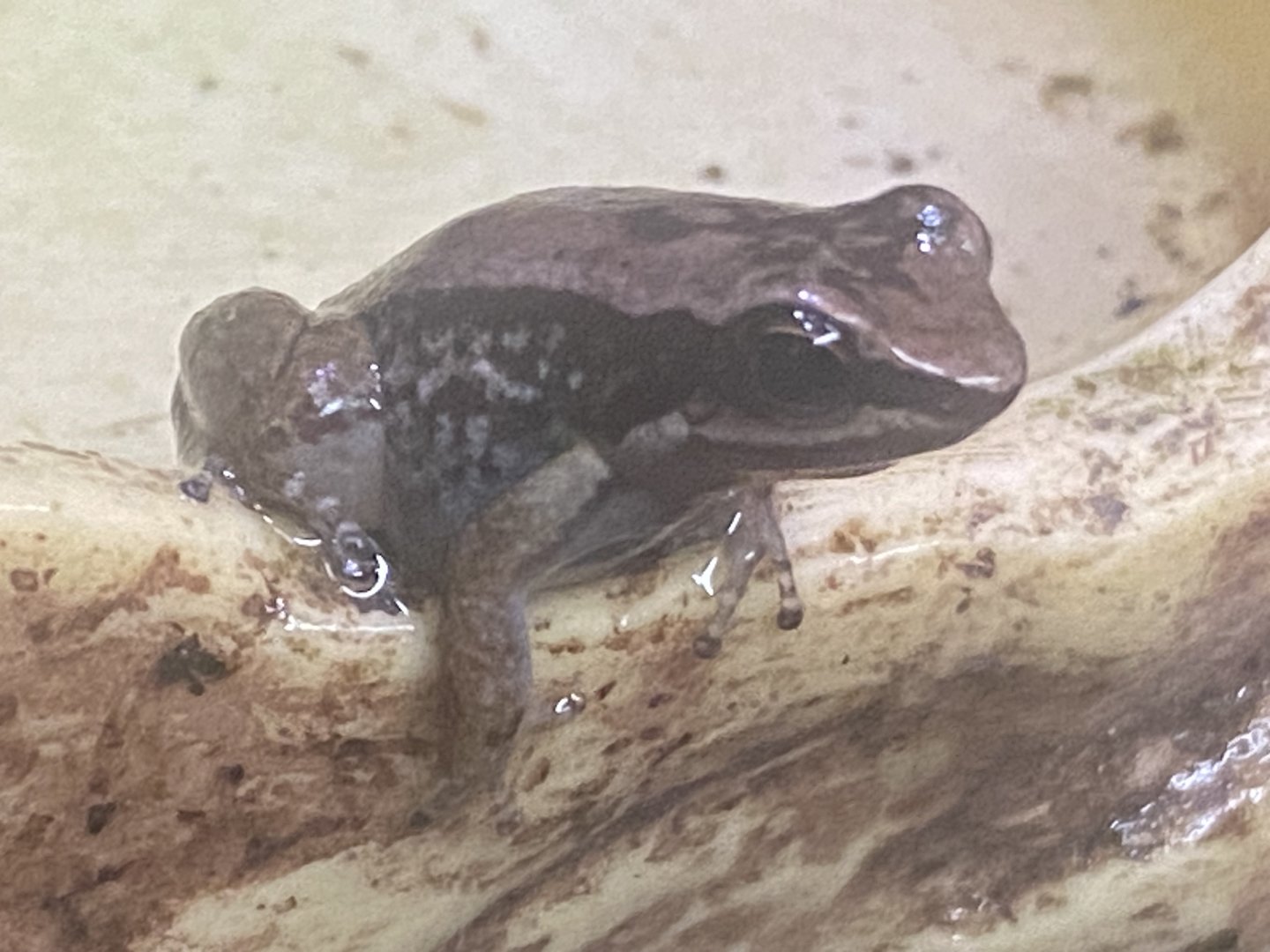 Trinidad poison frog 250623