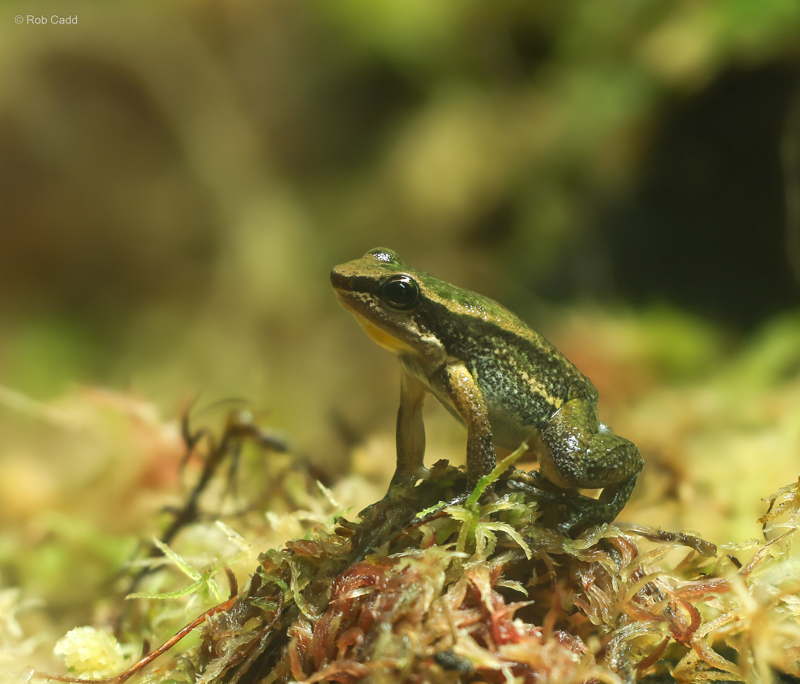 Trinidad poison frog : Colchester Zoo : 21 Jun 2024