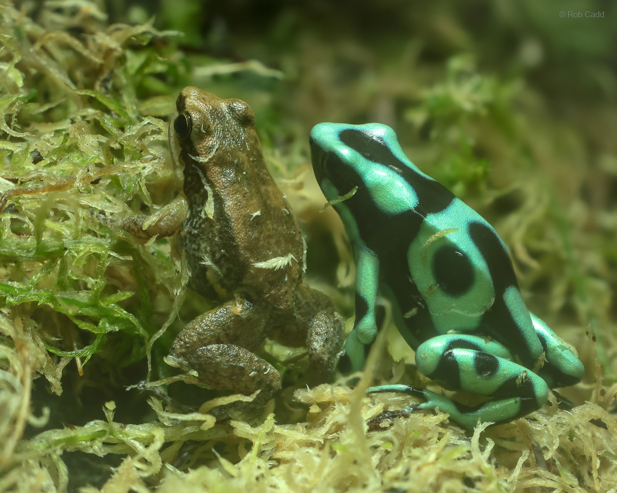 Trinidad poison frog; Green and black poison dart frog : Colchester Zoo : 17 Jul 2025