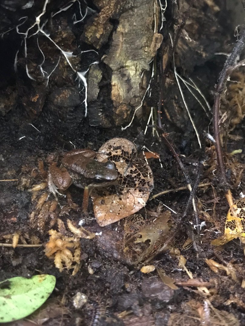 Trinidad stream frog 150918