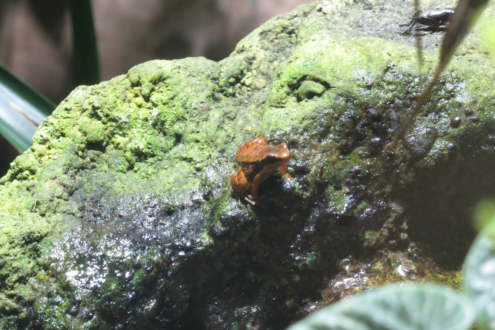 Trinidad Stream Frog 170916