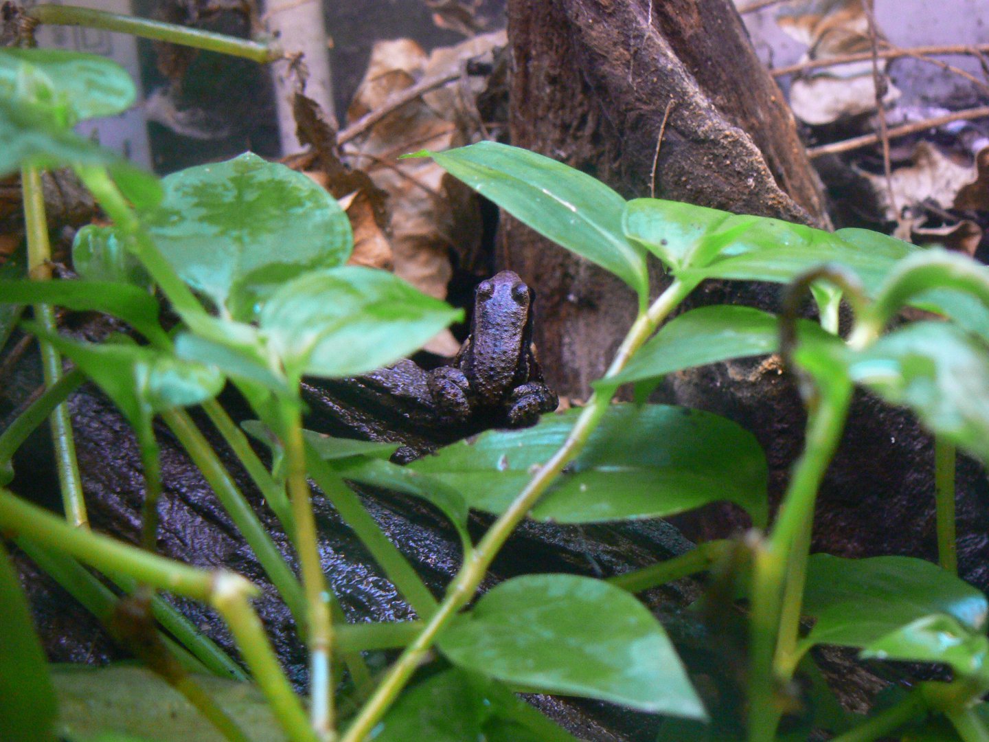 Trinidad Stream Frog - 28 March 2018