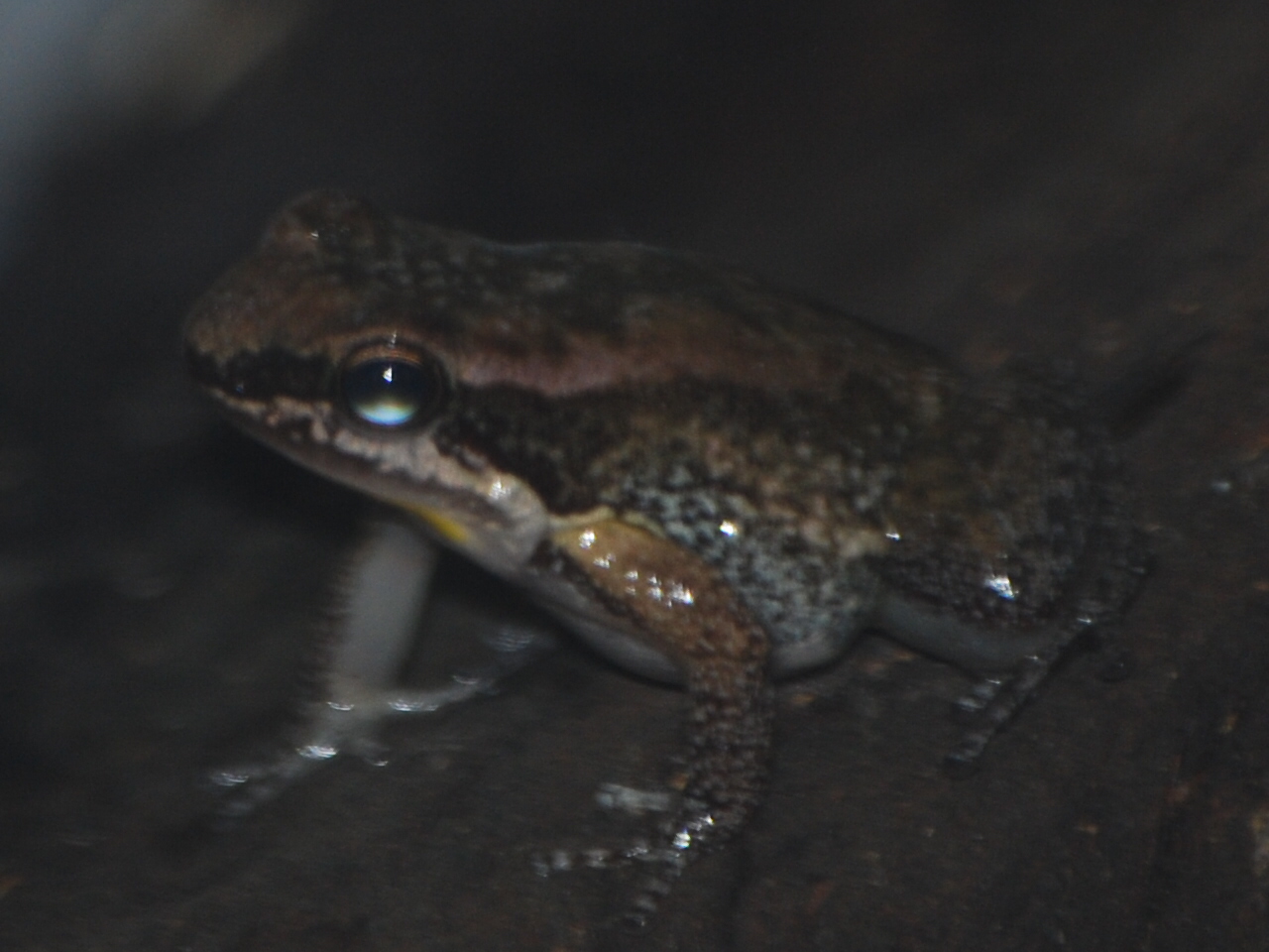 Trinidad stream frog