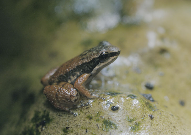 Trinidad stream frog