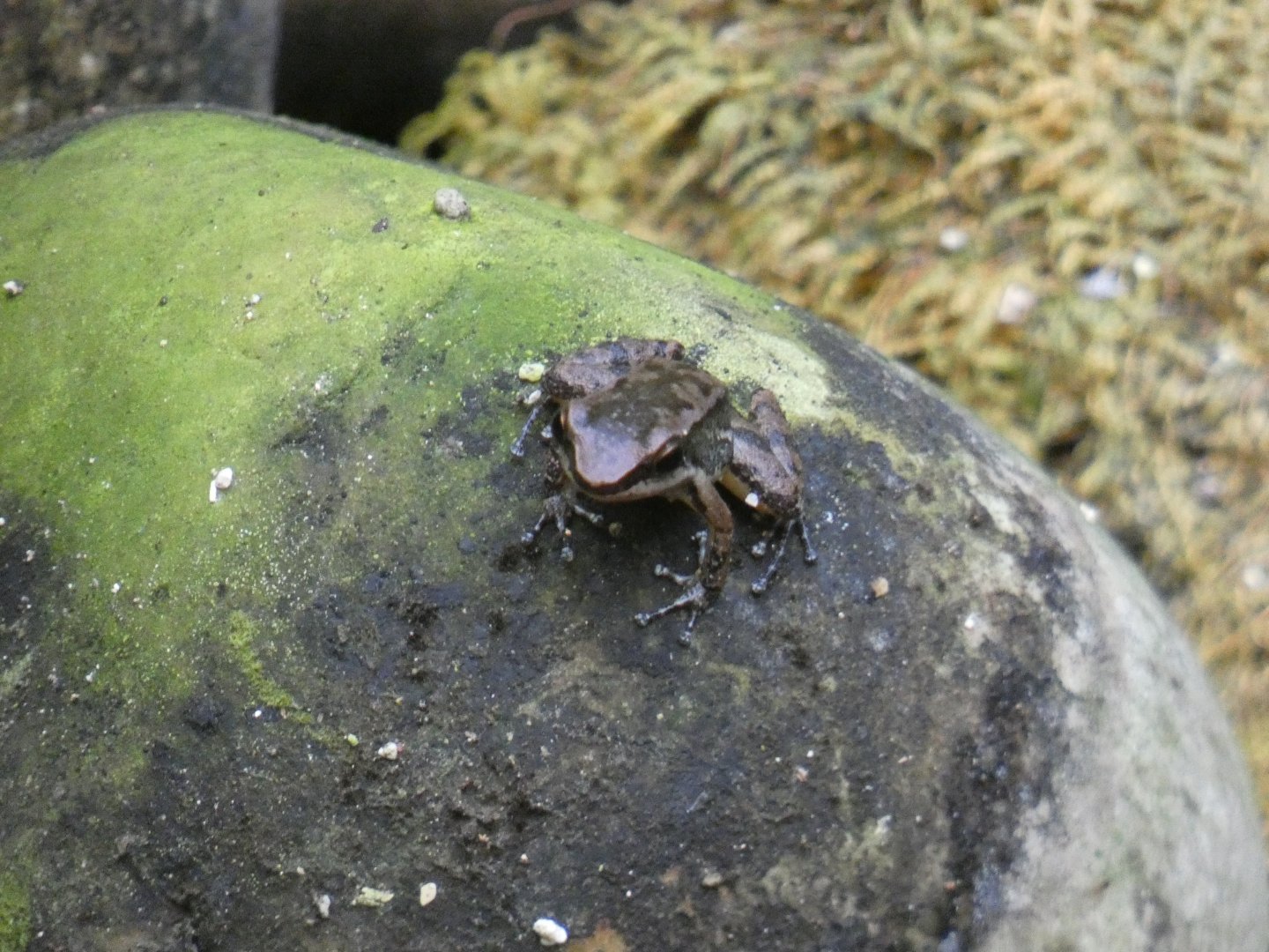 Trinidad Stream Frog