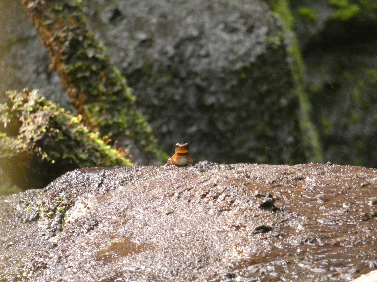 Trinidad stream frog