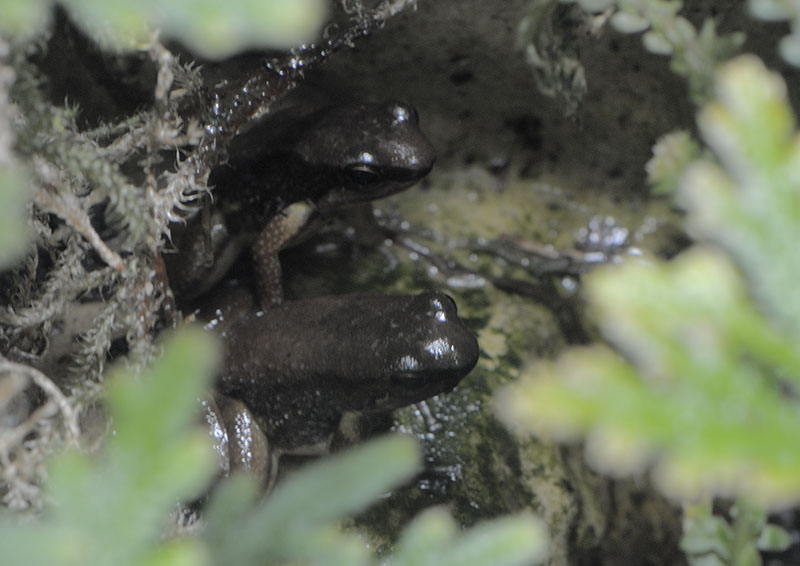 Trinidad stream frogs