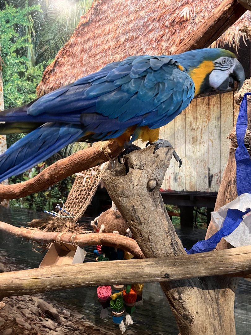 Trinidad the blue and gold macaw