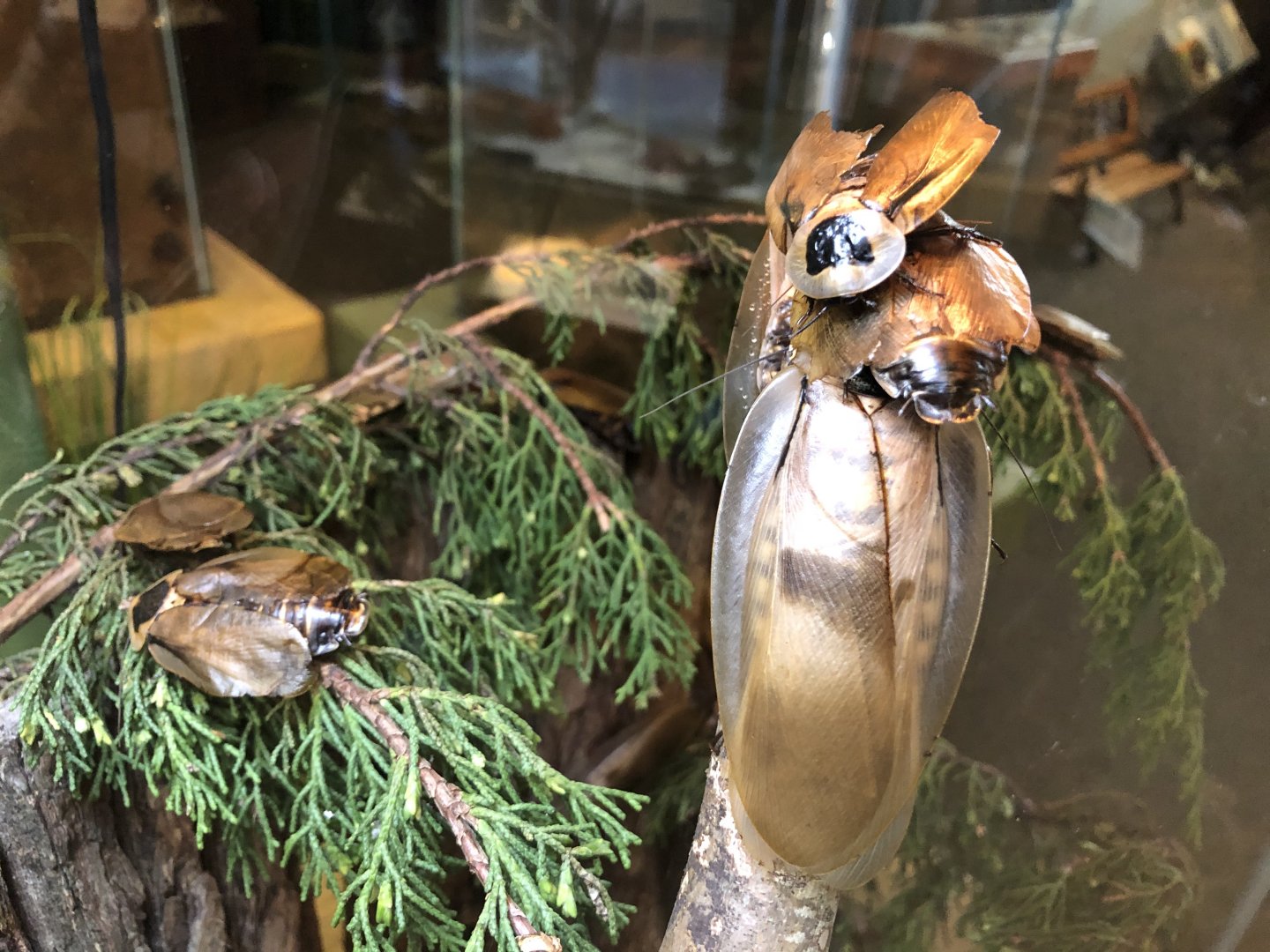 Trinidad wood cockroach