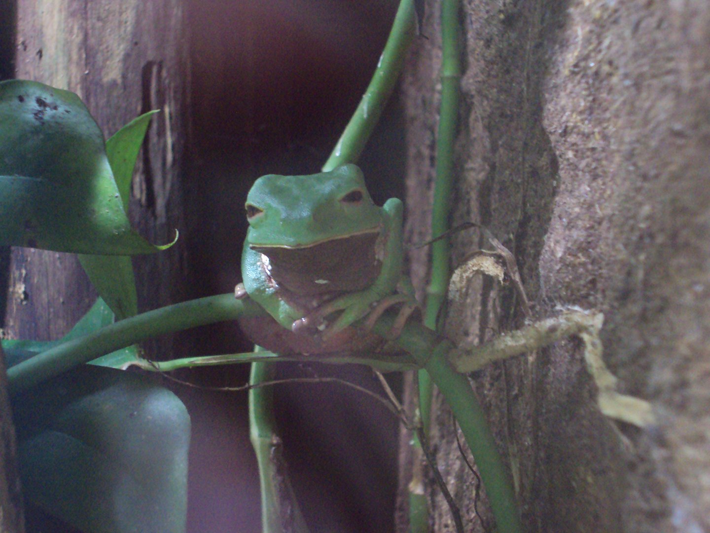 Trinidadian Monkey Frog 14/12/2019