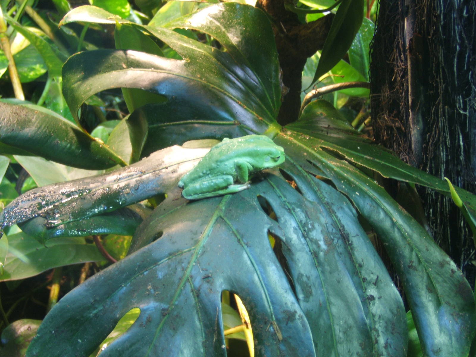 Trinidadian Monkey Frog (Phyllomedusa trinitatis)