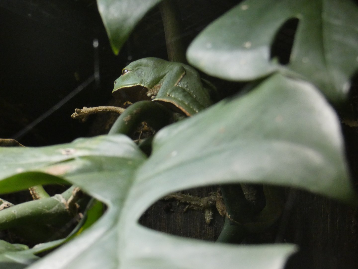Trinidadian Monkey Frog