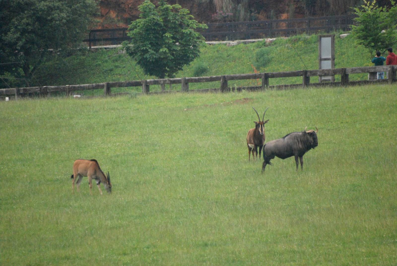 Trio of Antelopes at Cabarceno, 11/06/15