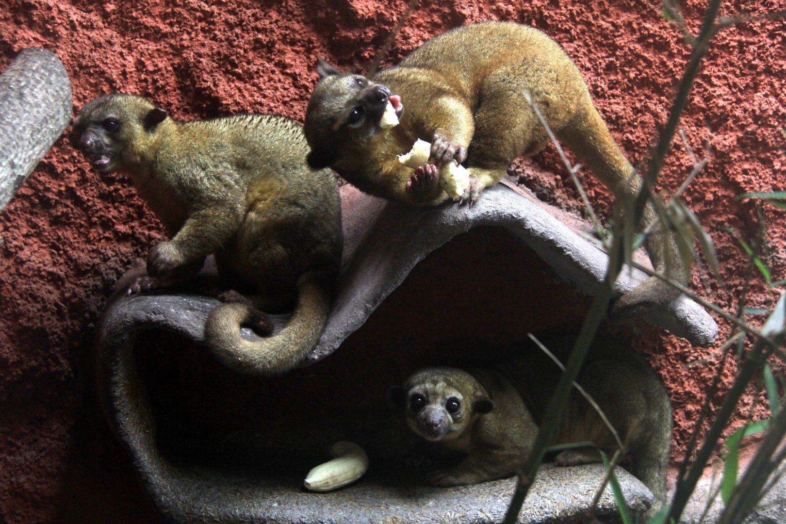trio of  kinkajou (Potos flavus)