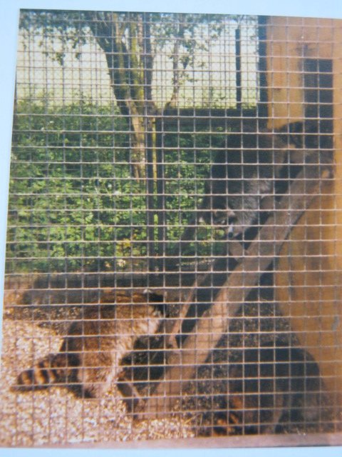 Trio of Raccoons Basildon Zoo 1989