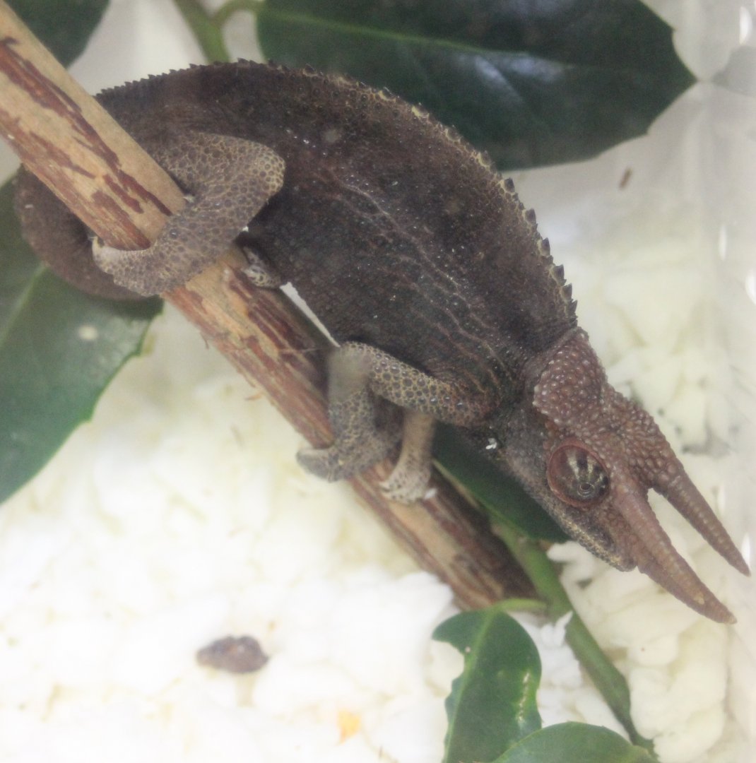 Trioceros jacksoni willegensis