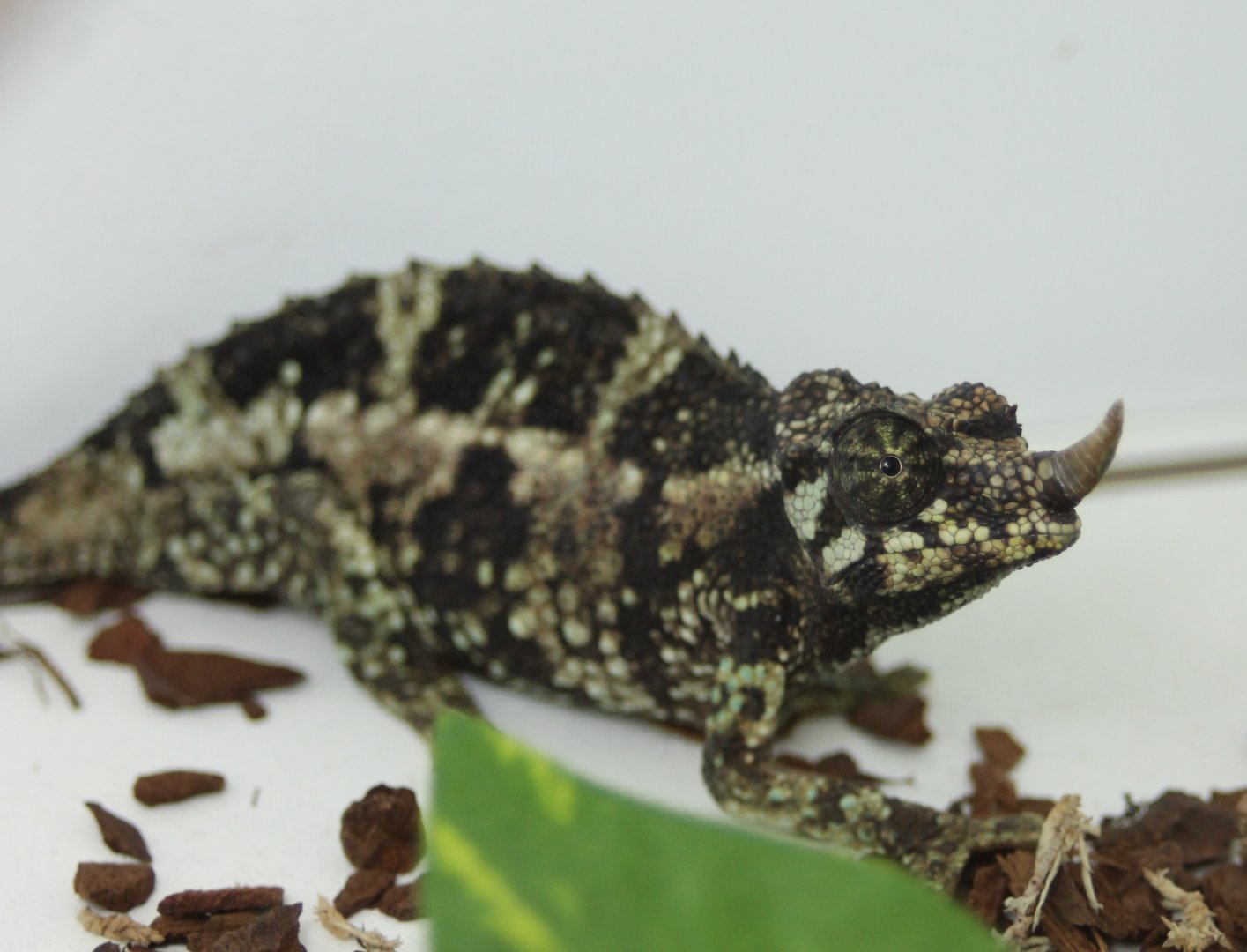 Trioceros jacksoni willengensis