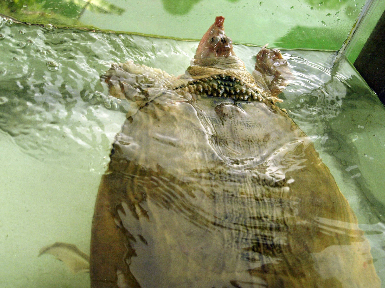 Trionyx cartilagineus