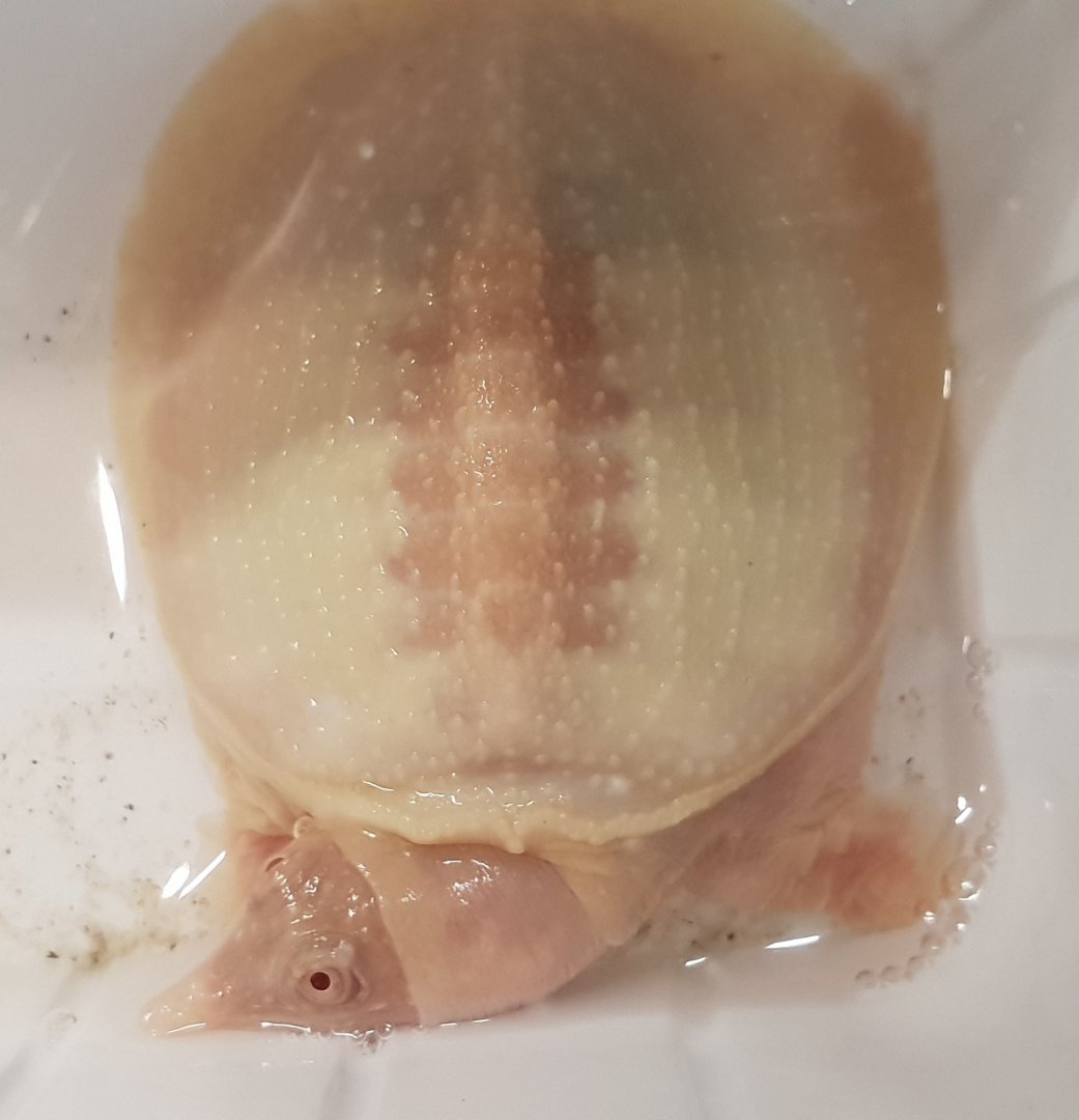 Trionyx sinensis - albino