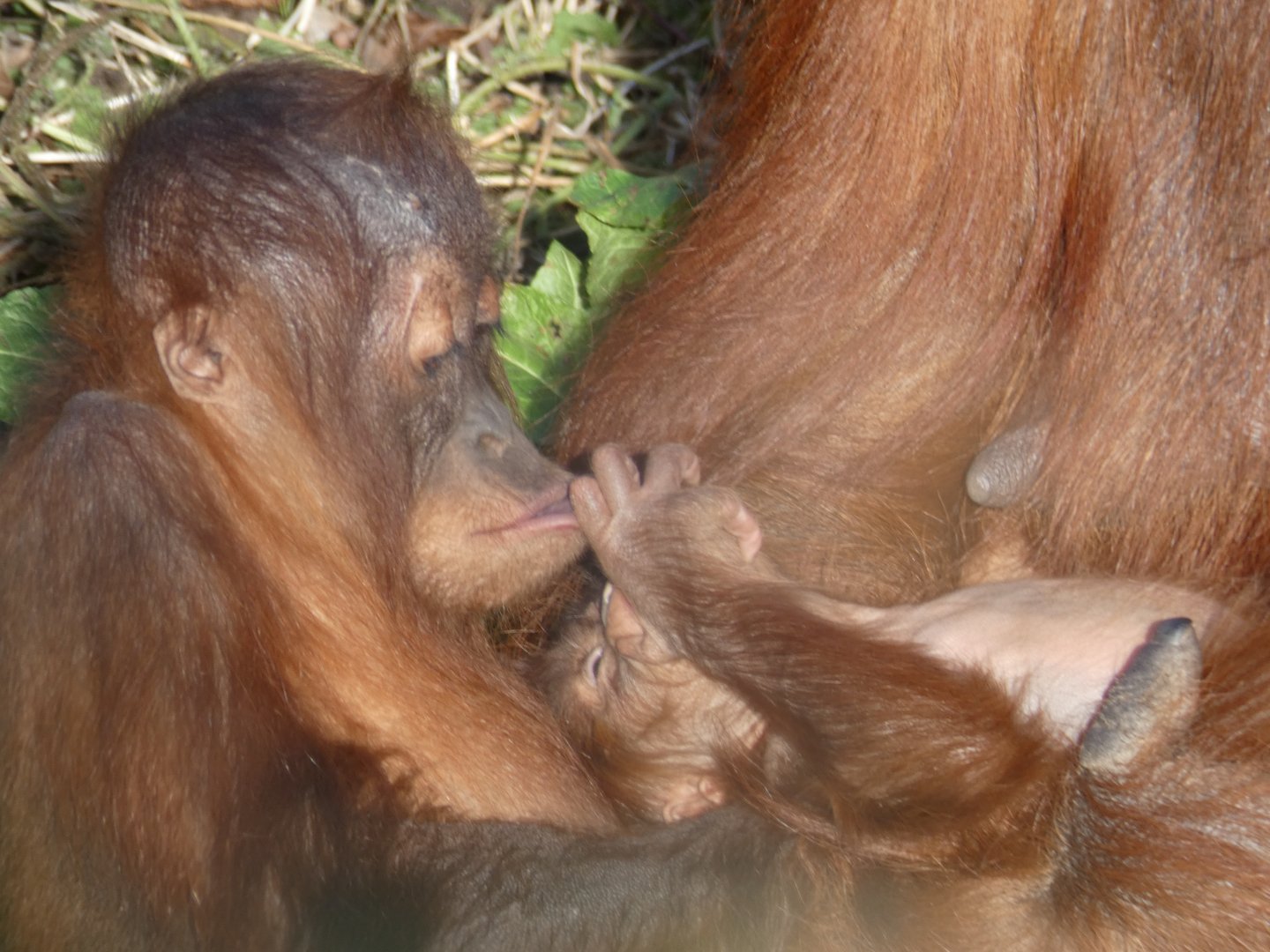 Tripa and new sibling (Sumatran Orang-utan)