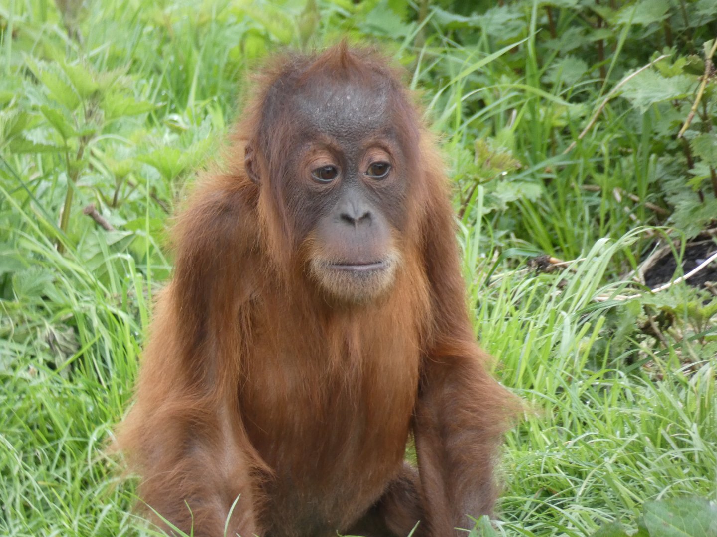 'Tripa', Sumatran Orang-utan