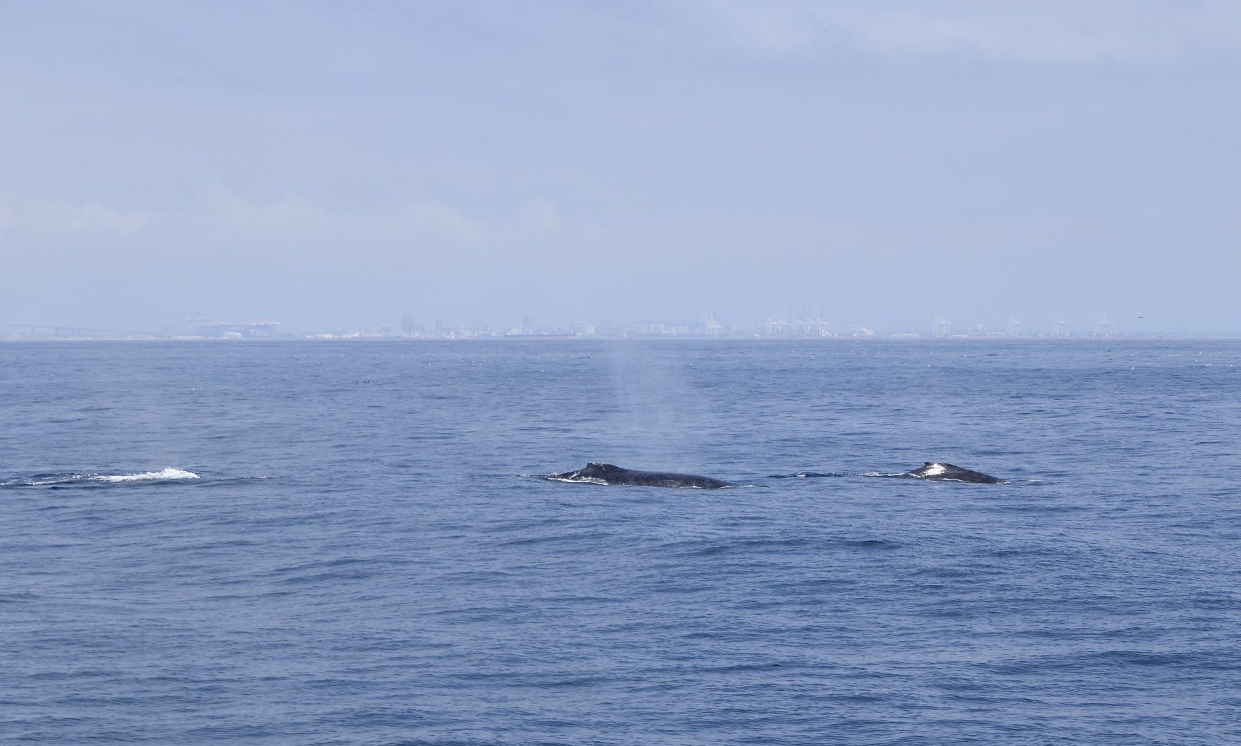 Triple the Humpbacks (Megaptera novaeangliae)