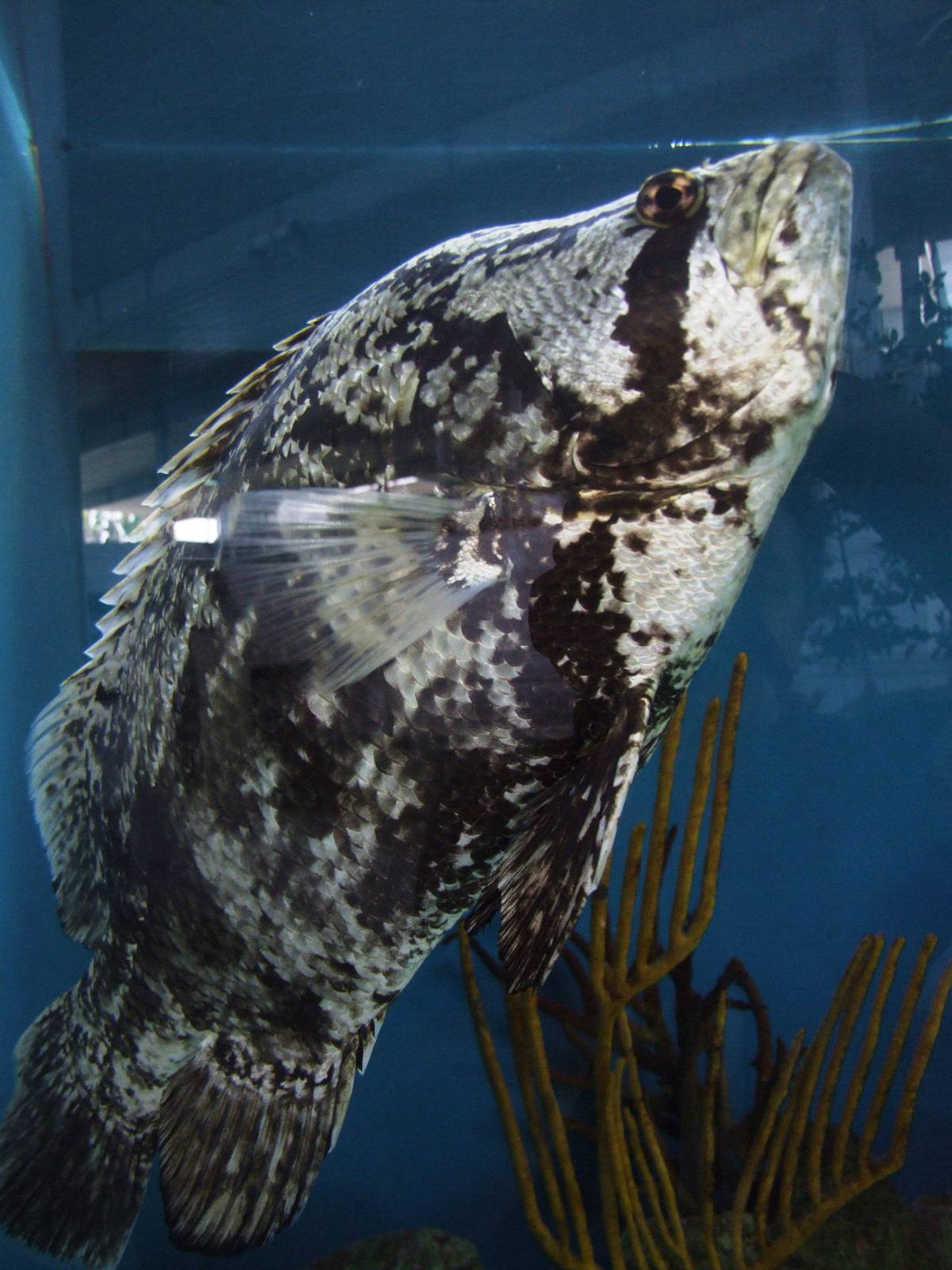 Tripletail at Mote, 07/10/13