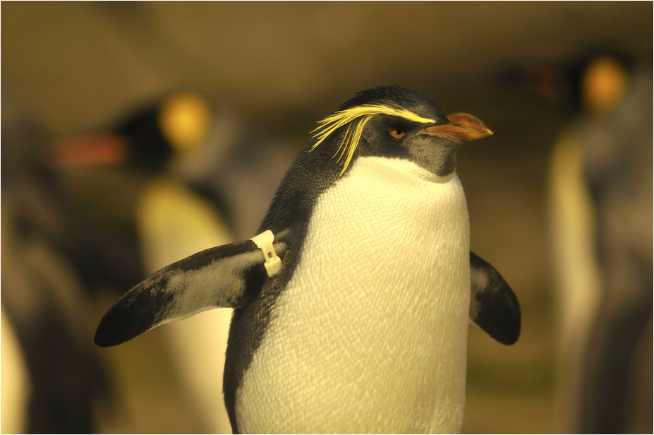 Tristan da Cunha rockhopper penguin at Berlin Zoo