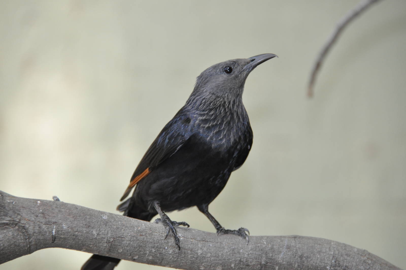 Tristram`s grackle / Onychognathus tristramii
