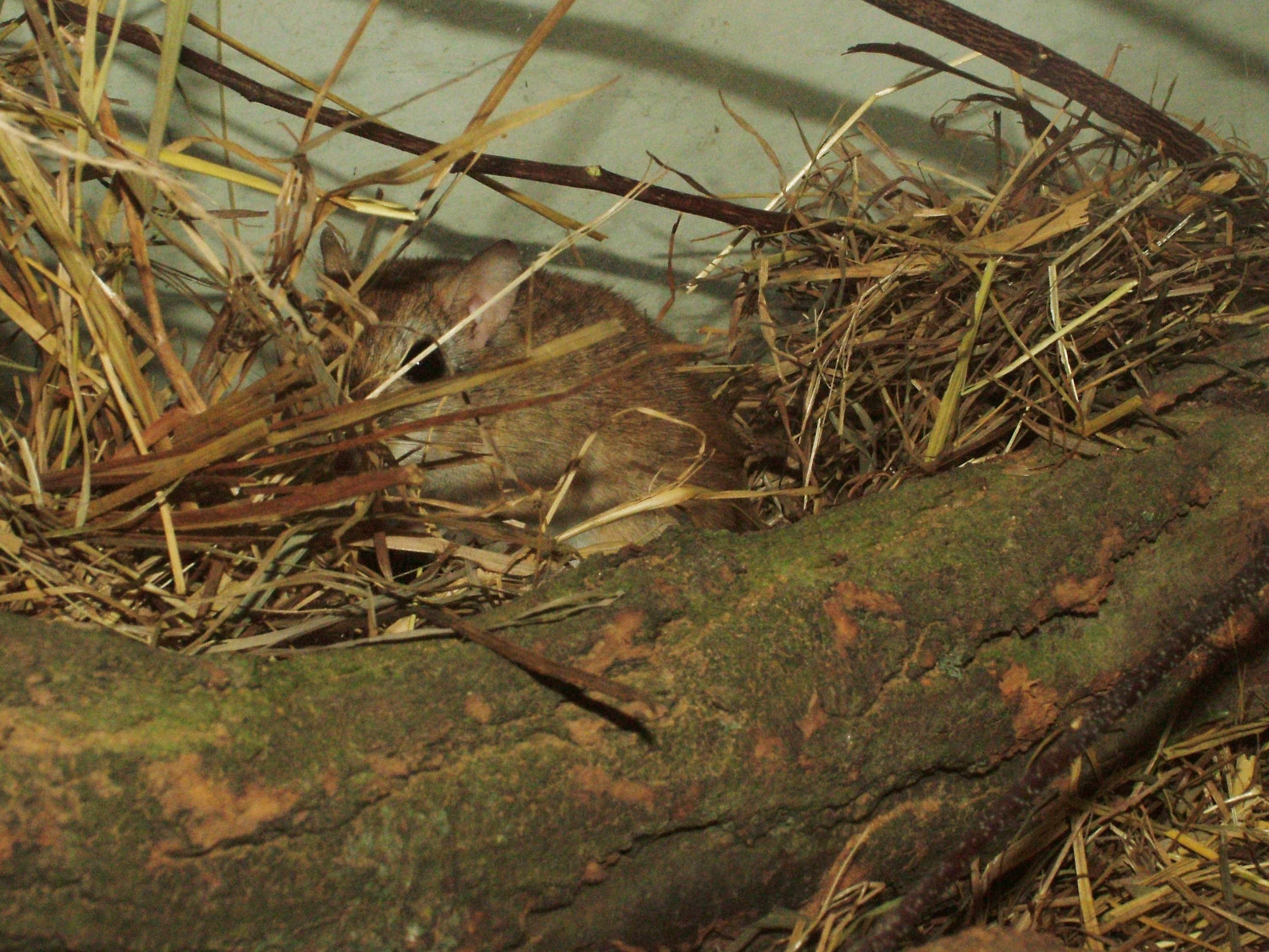 Tristram's Jird at Pilsen, 01/09/12