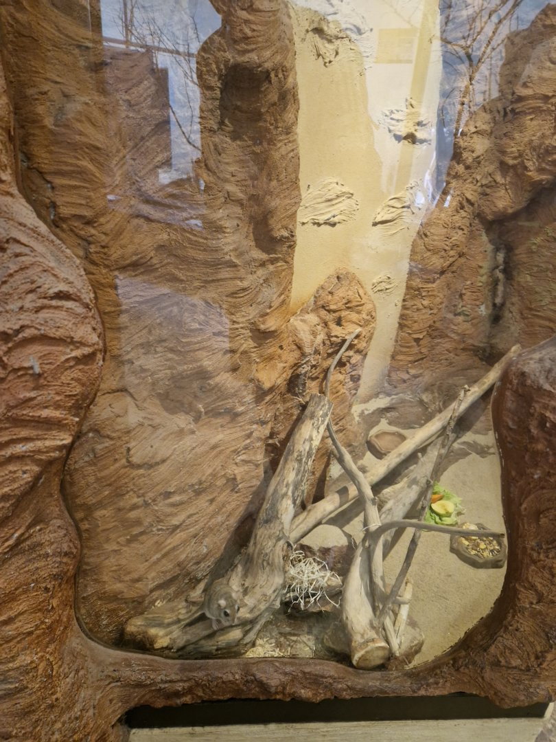 Tristram's jird enclosure