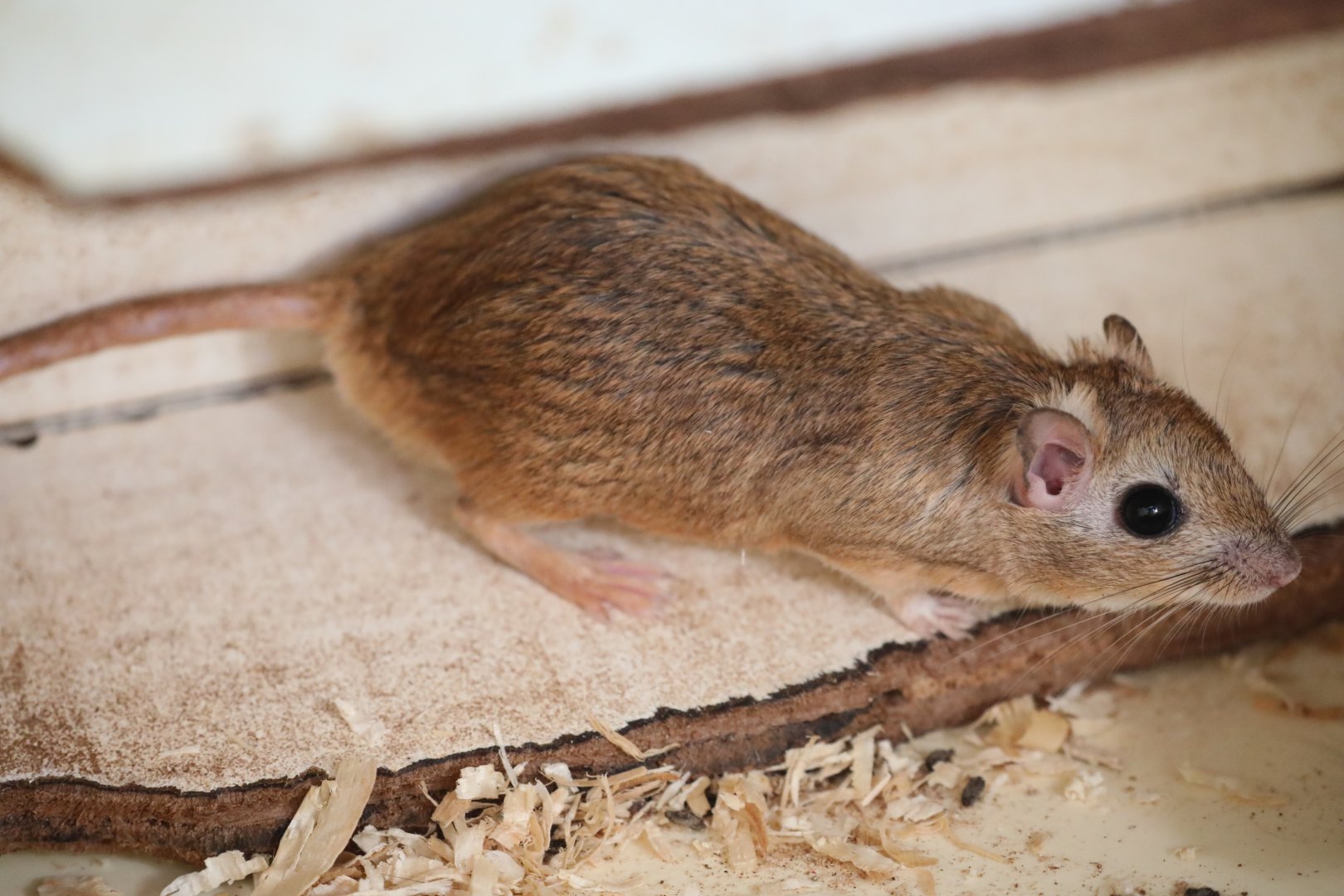 Tristram's jird (Meriones tristrami tristrami)