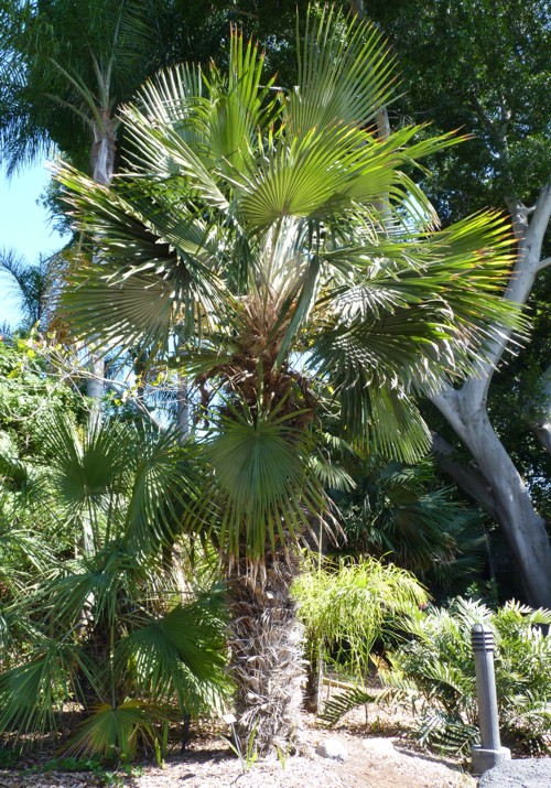 Trithrinax acanthocoma