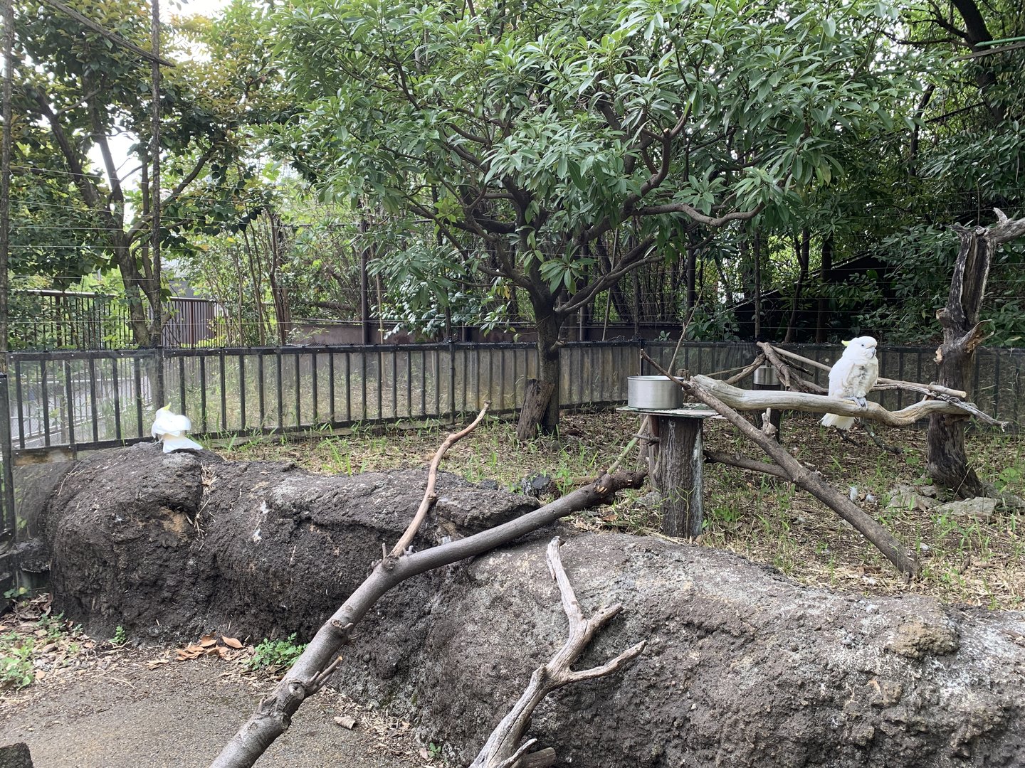 Triton Cockatoo Exhibit