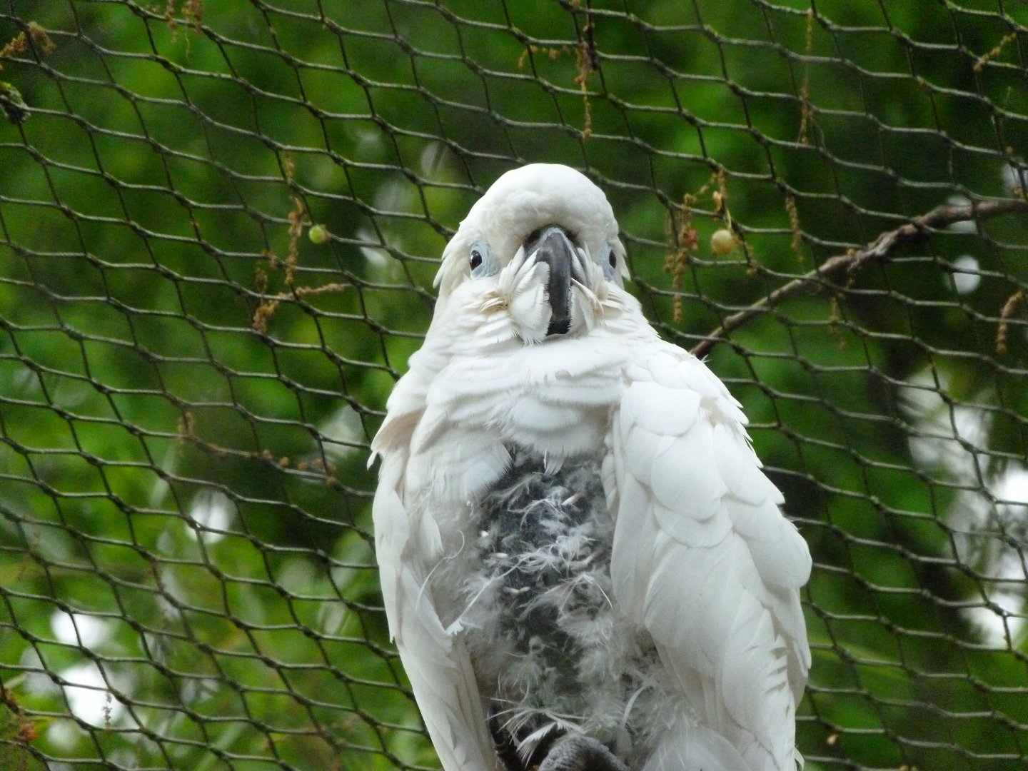 Triton cockatoo -ZooParc de Beauval (2025)